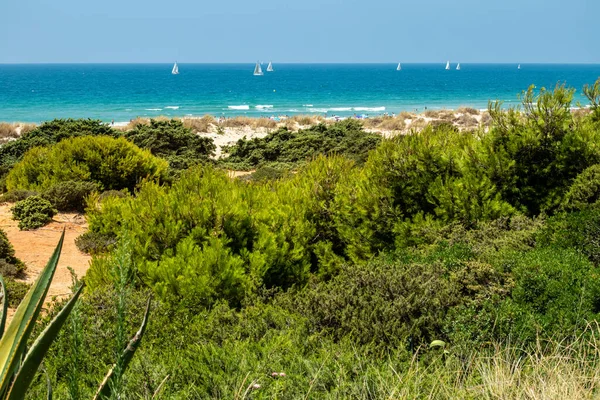 Dunas Areia Que Dão Acesso Praia Barrosa Sancti Petri Cádiz — Fotografia de Stock