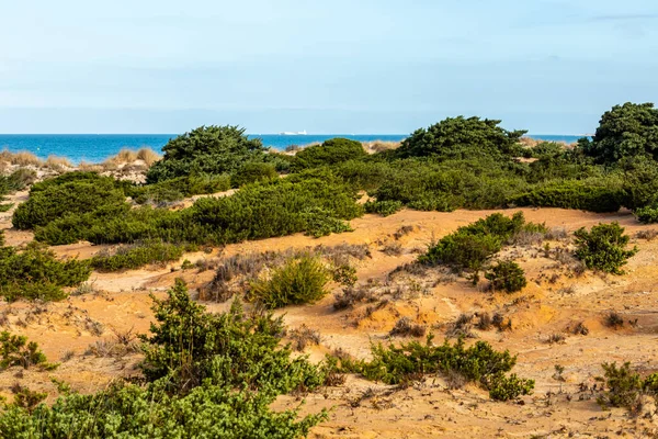 Dunas Areia Que Dão Acesso Praia Barrosa Sancti Petri Cádiz — Fotografia de Stock