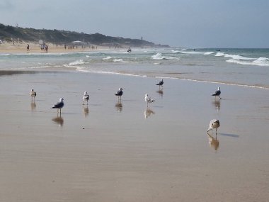 La Barrosa plajı, sular çekildiğinde, Sancti Petri, Chiclana de la Frontera, Cadiz, İspanya