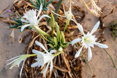 Kum zambağı ya da deniz nergisinin yakın çekim görüntüsü. Pancratium maritimum, çiçek açan yabani bitki, beyaz çiçek, kumlu plaj arka planı. Deniz pancratium zambağı.