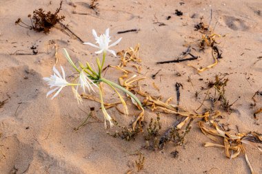 Kum zambağı ya da deniz nergisinin yakın çekim görüntüsü. Pancratium maritimum, çiçek açan yabani bitki, beyaz çiçek, kumlu plaj arka planı. Deniz pancratium zambağı.