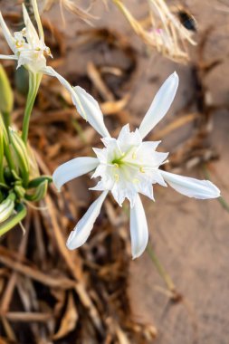Kum zambağı ya da deniz nergisinin yakın çekim görüntüsü. Pancratium maritimum, çiçek açan yabani bitki, beyaz çiçek, kumlu plaj arka planı. Deniz pancratium zambağı.