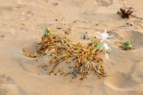 Sand lily or Sea daffodil closeup view. Pancratium maritimum, wild plant blooming, white flower, sandy beach background. Sea pancratium lily.