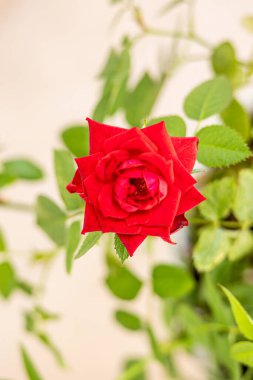 Güzel kırmızı bahçe güllerine yaklaş