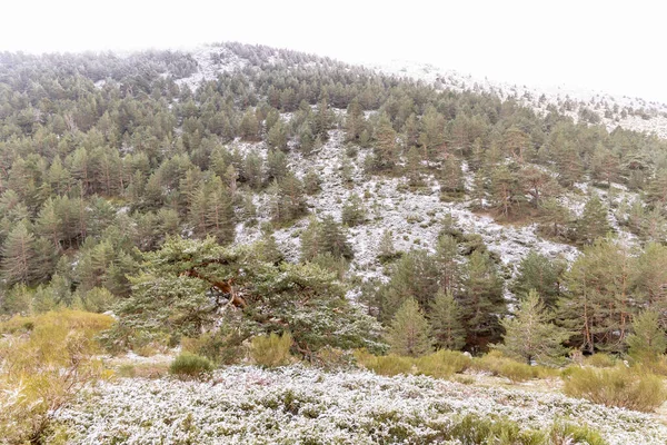 Paysage Légèrement Enneigé Avec Les Premières Chutes Neige Sierra Guadarrama — Photo