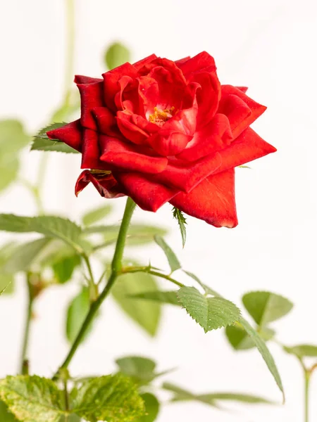 Primer Plano Hermosas Rosas Rojas Clásicas Del Jardín —  Fotos de Stock