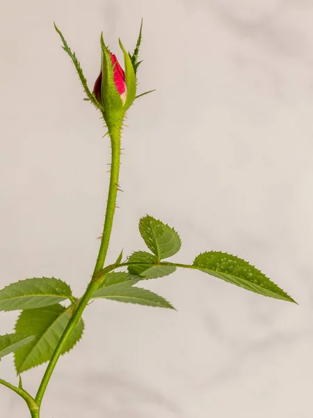 Zbliżenie Piękne Klasyczne Czerwone Róże Ogrodowe — Zdjęcie stockowe