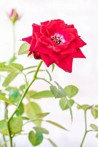 Primer Plano Hermosas Rosas Rojas Clásicas Del Jardín —  Fotos de Stock