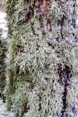 Madrid 'in Sierra de Guadarrama' sında bir meşe ağacının gövdesinde yetişen liken.