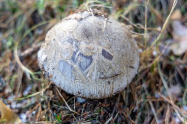 Sierra de Guadarrama, Madrid 'de kar yüzünden donmuş mantarlar.