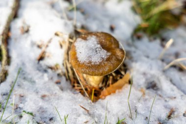 Sierra de Guadarrama, Madrid 'de kar yüzünden donmuş mantarlar.