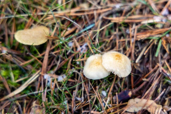 Champignons Gelés Par Les Chutes Neige Dans Sierra Guadarrama Madrid — Photo