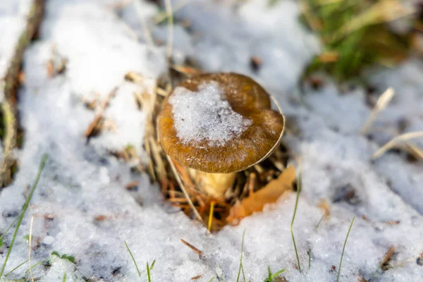 Mushrooms Frozen Snowfall Sierra Guadarrama Madrid — Stock Photo, Image