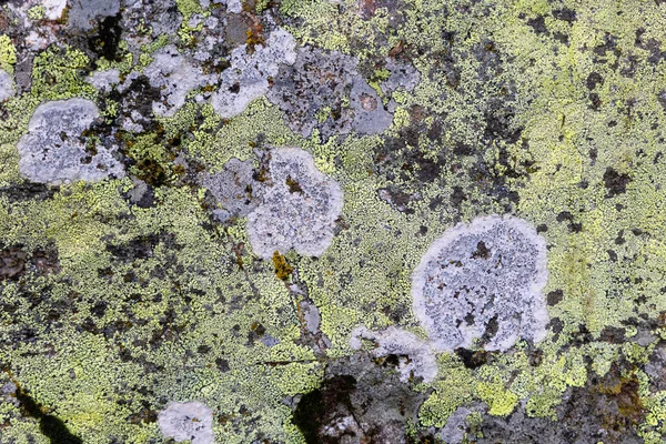 Lichene Grigio Bianco Cresce Sulla Pietra Licheni Foglia Sotto Forma — Foto Stock