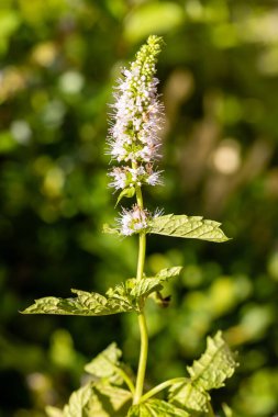 Bahçede yetişen nane çiçekleri.