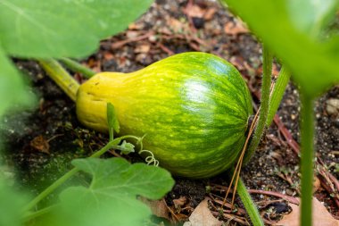 Toprakta büyüyen balkabağı hasat edilmek üzere.
