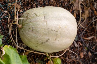 Toprakta büyüyen balkabağı hasat edilmek üzere.