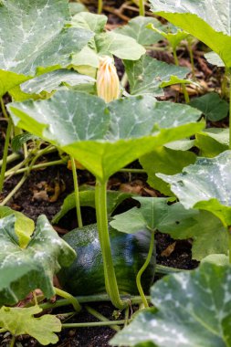 Toprakta büyüyen balkabağı hasat edilmek üzere.