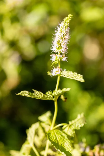 Stock image mint flowers grown in a garden