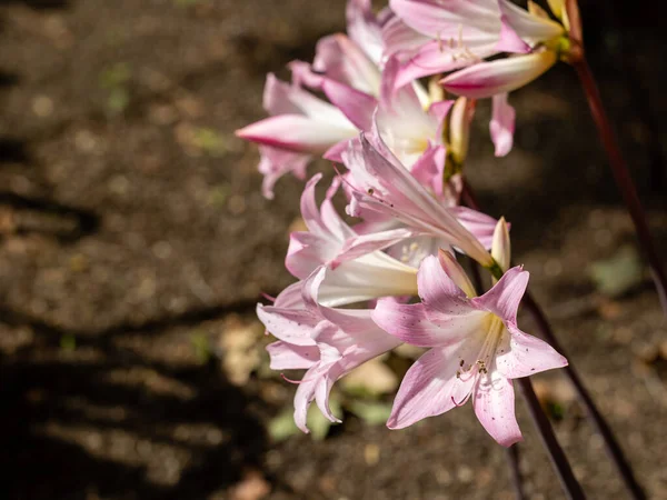 Amaryllis Belladonna Blommor Odlas Trädgård — Stockfoto