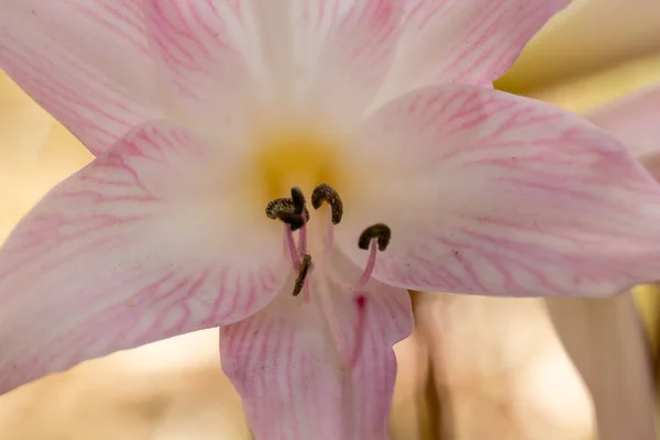 Amaryllis Belladonna Flores Cultivadas Jardim — Fotografia de Stock