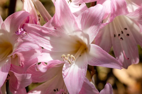 Amaryllis Belladonna Blommor Odlas Trädgård — Stockfoto