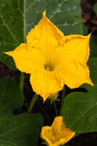 Nahaufnahme Der Vorderseite Der Gelben Weiblichen Kürbisblume Biergarten — Stockfoto