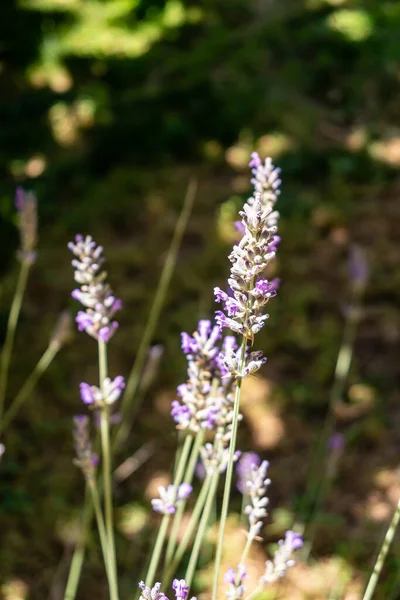 stock image lavender flowers grown in a garden in madrid