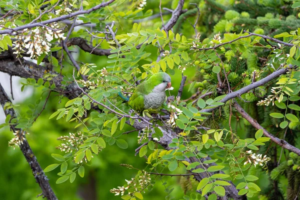 Argentyńska Papuga Wyłażąca Gniazda Drzewie Madrycie — Zdjęcie stockowe