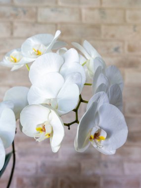Beyaz orkide çiçekleri, çeşitli Phalaenopsis, arka planda gökyüzü