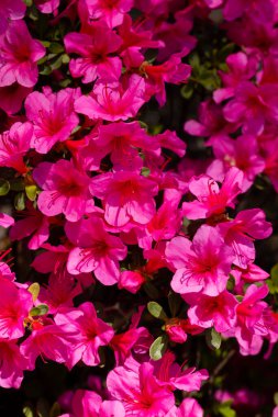 Rhododendron Japonicum Conny çiçeği Madrid, İspanya 'da bir bahçede yetişir.