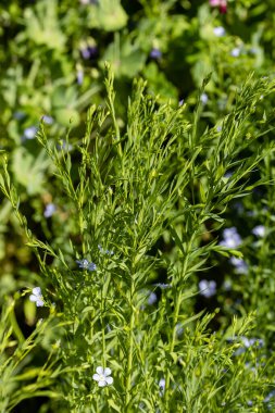 Bahçedeki yeşil dereotu