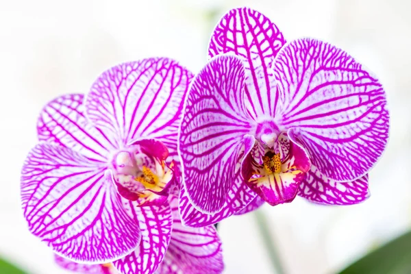 Violette Orchideenblätter Auf Dem Pflanzenzweig — Stockfoto