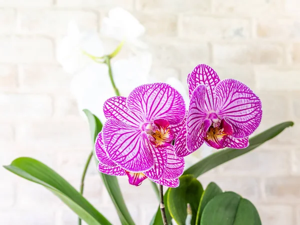 Foglie Orchidea Viola Sul Ramo Della Pianta — Foto Stock