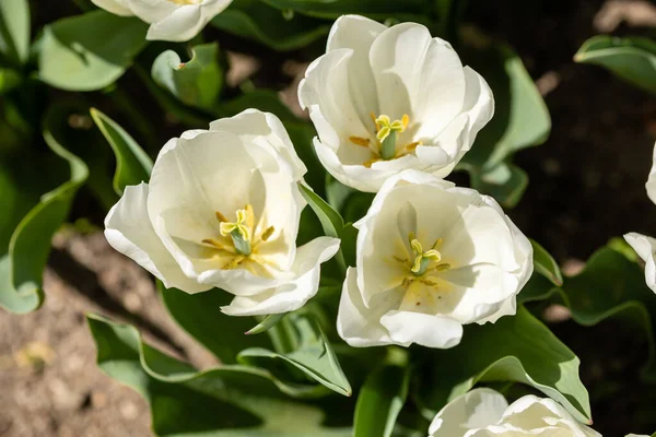 stock image Tulipa Pim fortuyn flower grown in a garden in Madrid, Spain