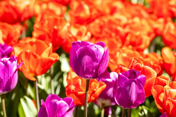 Tulipa Negrita Blume Einem Garten Madrid Spanien — Stockfoto