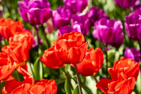 Blühende Tulpen Einem Garten Madrid — Stockfoto