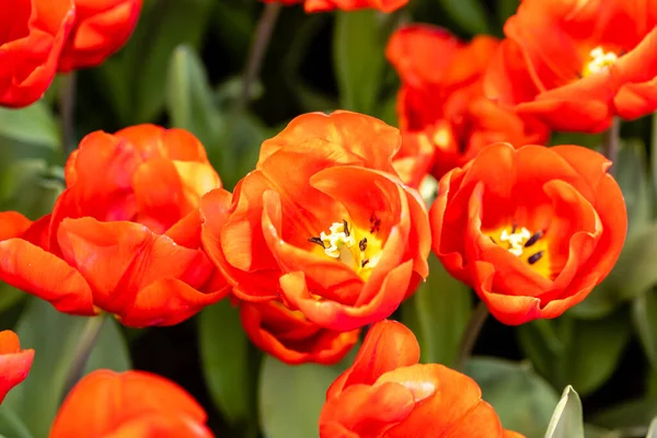 stock image flowered tulips in a garden in Madrid