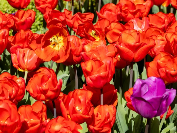 Blühende Tulpen Einem Garten Madrid — Stockfoto