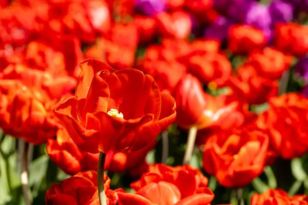 Tulipa Flor Fuga Cultivada Jardim Madrid Espanha — Fotografia de Stock