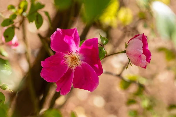 Anémone Rose Cultivée Dans Jardin Madrid Espagne — Photo