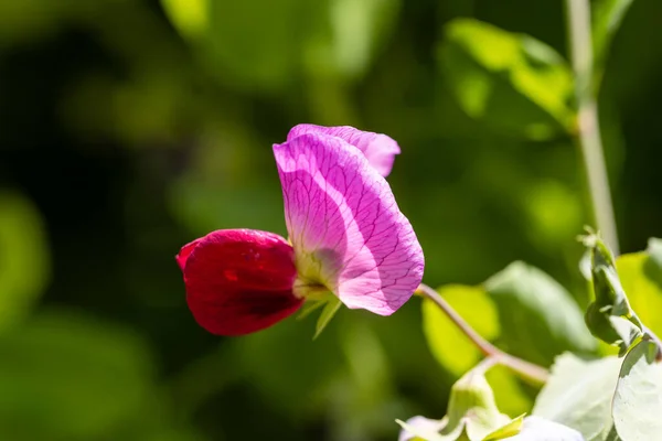 Pois Enrame Tirabeque Fleur Cultivée Dans Jardin Madrid Espagne — Photo