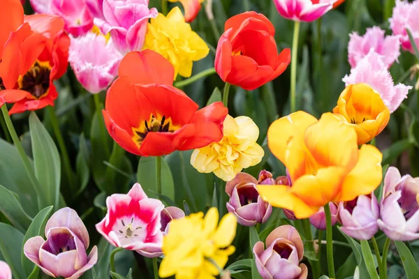Spring Tulips Garden — Stock Photo, Image