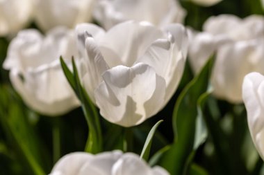 Tulipa Pim fortuyn çiçeği Madrid, İspanya 'da bir bahçede yetişir.