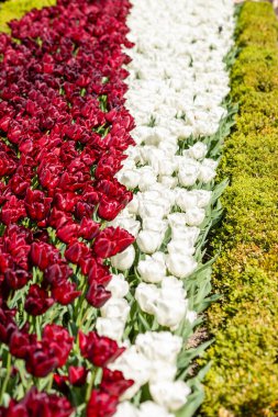 Madrid 'de bir bahçede çiçek açan laleler