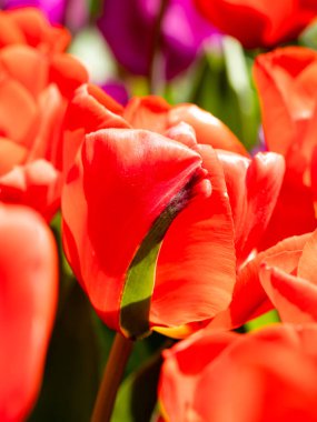 Madrid 'de bir bahçede çiçek açan laleler