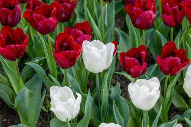 Tulipa Pim fortuyn çiçeği Madrid, İspanya 'da bir bahçede yetişir.