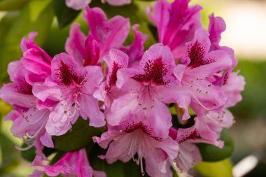 Madrid, İspanya 'da yetişen bir bahçede yetişen Rhododendron Cosmopolitan çiçeği