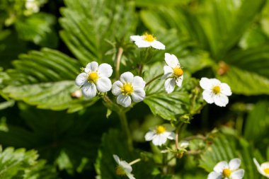 Yabani çayırlarda beyaz çiçekli kırmızı ve yeşil çilekler, yaklaşın. Ormanda yabani çilekler, makro, yakın plan.