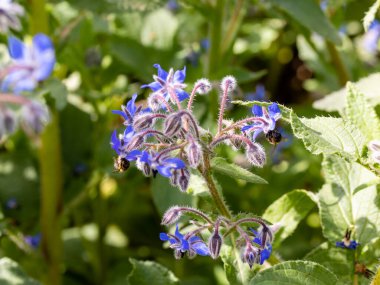 Hodan çiçekler (Borago officinalis kadar kapatın)